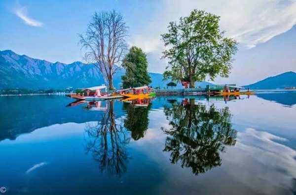 Char Chinar Dallake Srinagar Green Kashmir Travels