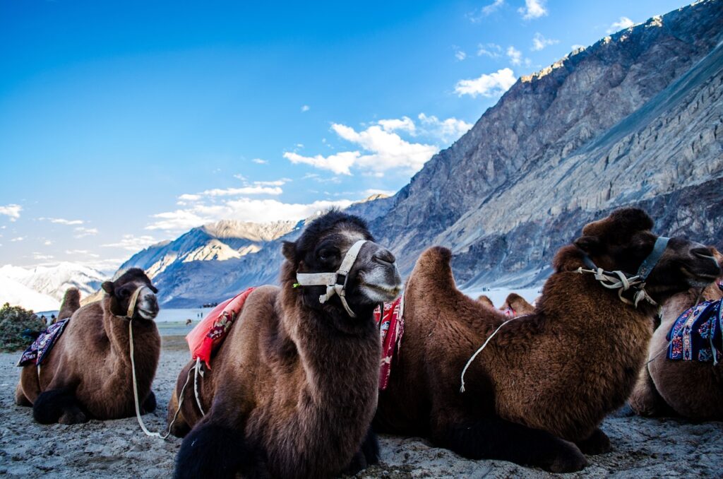 Nubra Camels